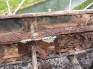 Particolari ponte Margherita prima dei lavori