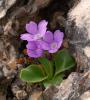 primula recubariensis-sisco