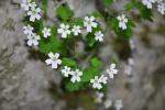 Saxifraga berica-adl